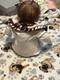 Ashton-Drake Galleries So Truly Real Interactive Vinyl Baby Doll Katie