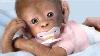 Coco Lifelike Baby Monkey Doll By Ashton Drake