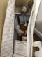 Pa Ingalls Ashton-Drake Doll Little House Prairie COA Box Violin Porcelain NIB