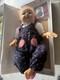 The ashton drake galleries doll 18 Inch Apple Dumpling
